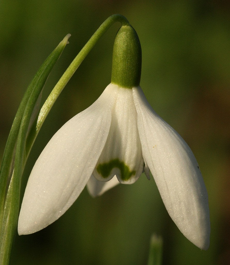 Yellow-Gold Simple Snowdrop Flower Earrings