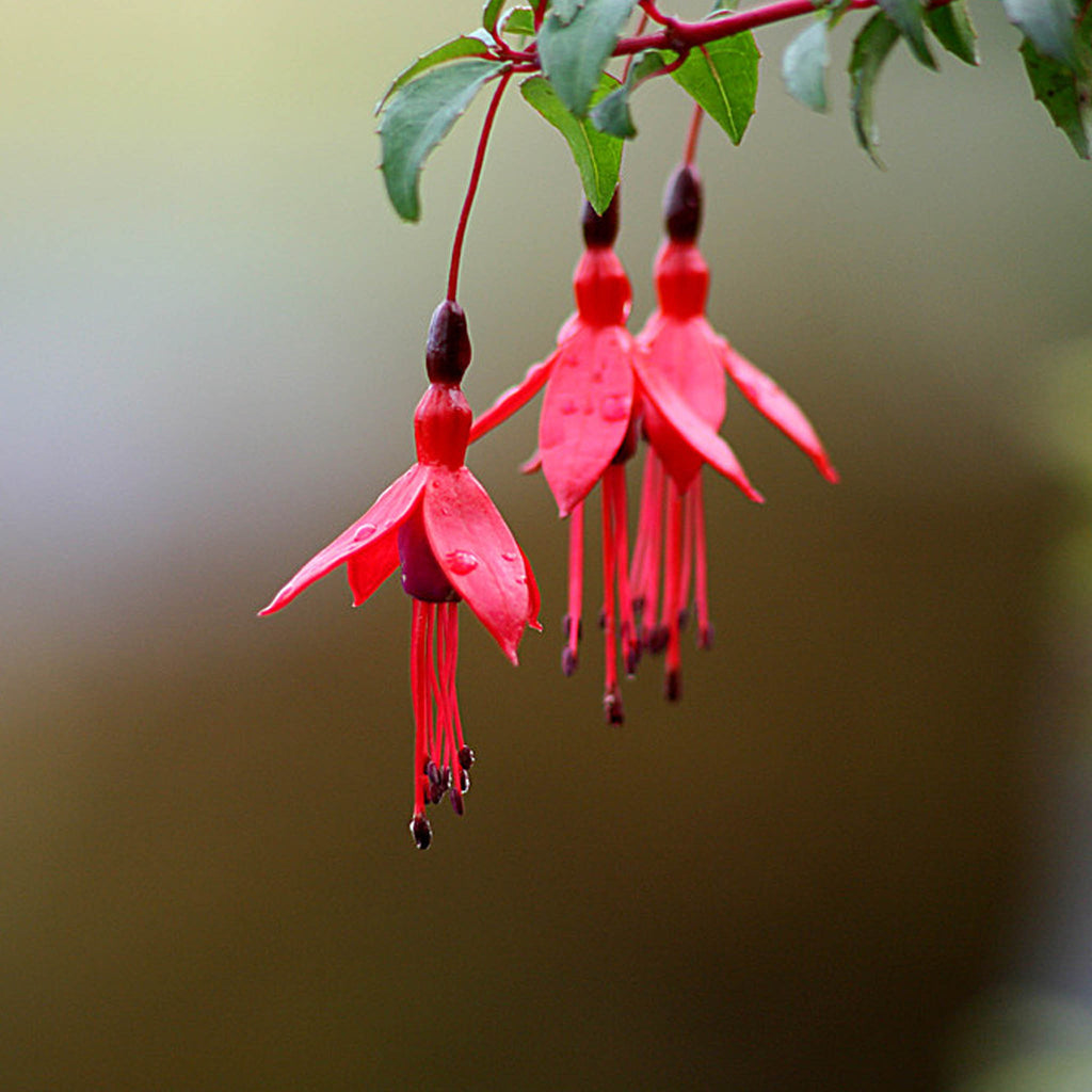 Black and Yellow-Gold Large Fuchsia Flower Earrings
