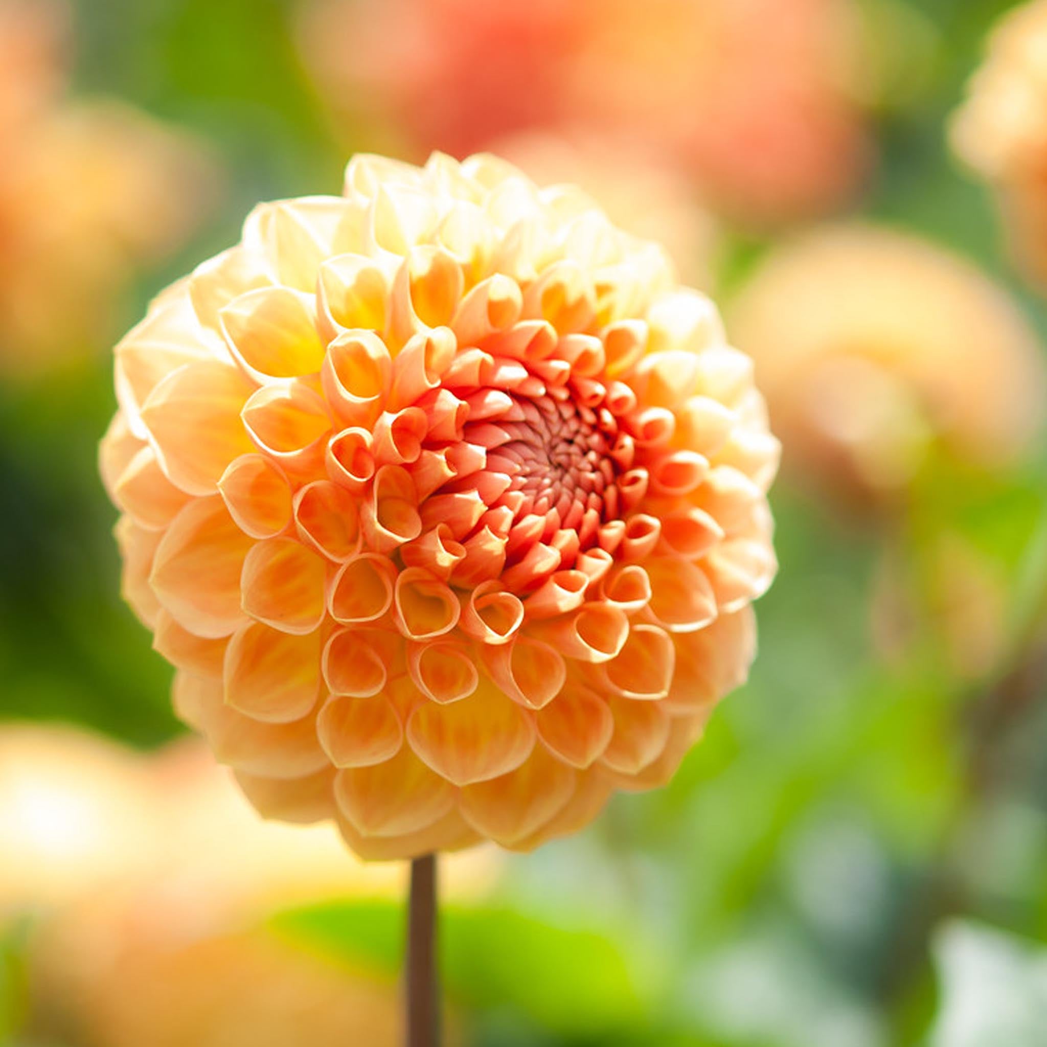 Yellow-Gold Dahlia Flower Earrings