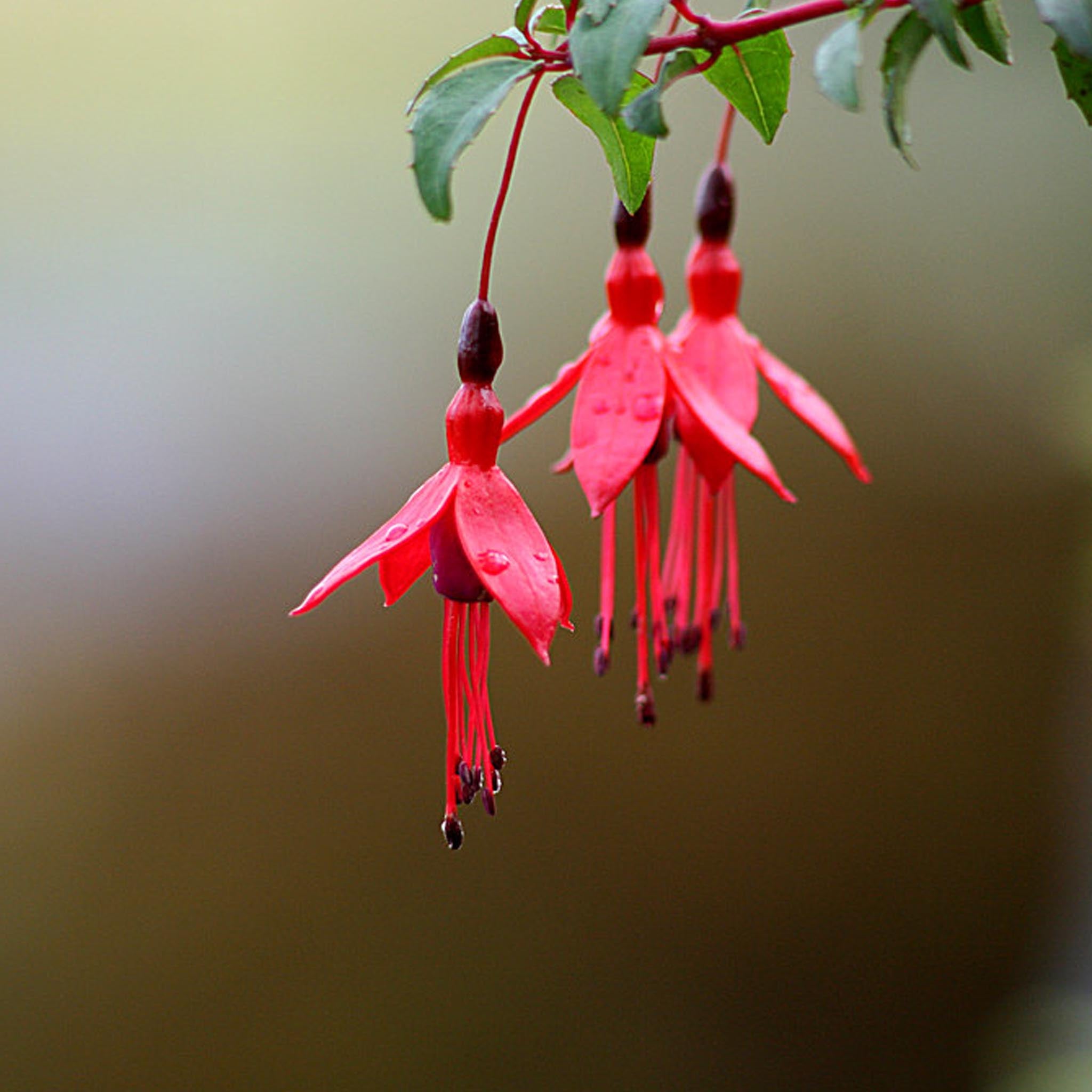 Yellow-Gold Large Fuchsia Flower Earrings