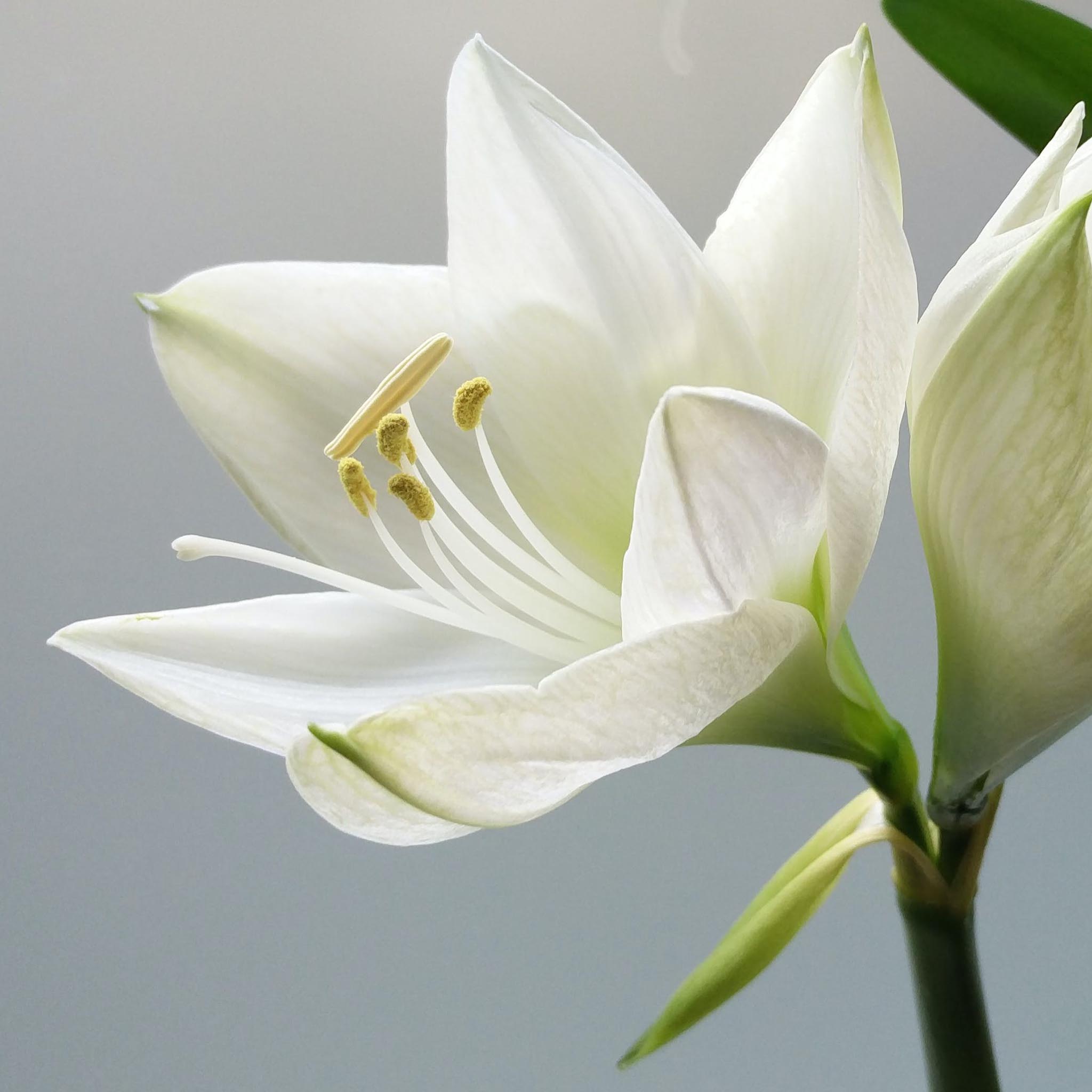 Yellow-Gold Lily Flower with a long back Earrings