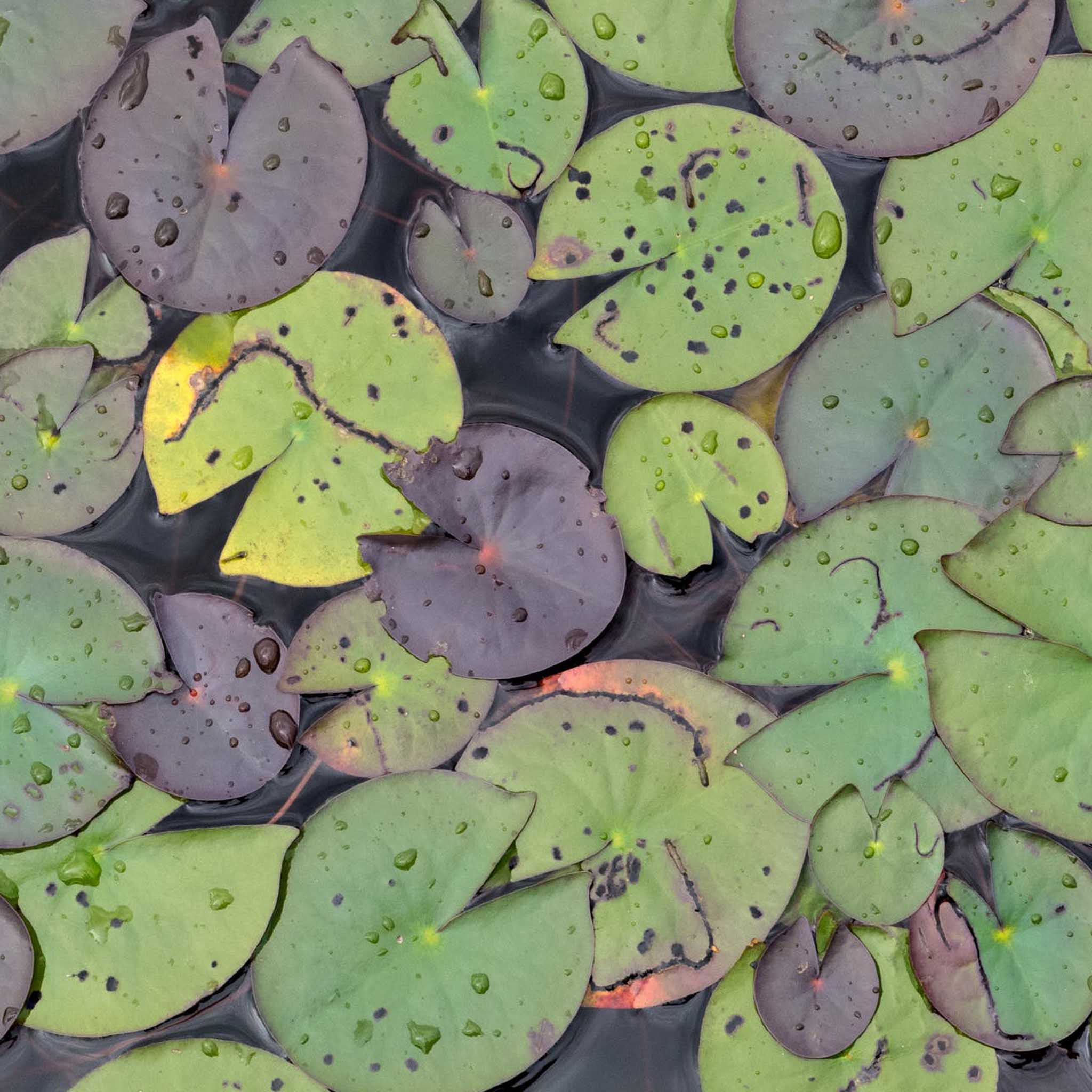 Yellow-Gold Lily Pad Stud Earrings