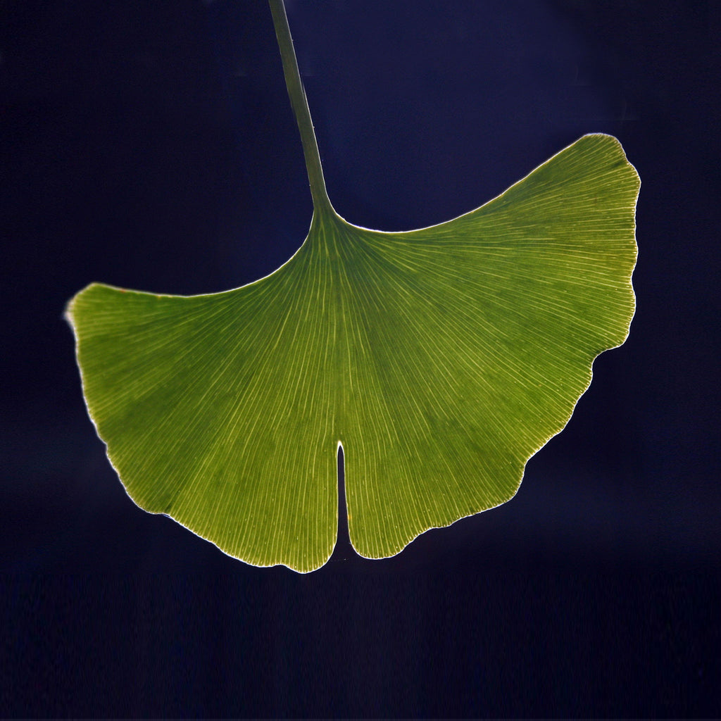 Yellow-Gold Long Ginkgo Earrings