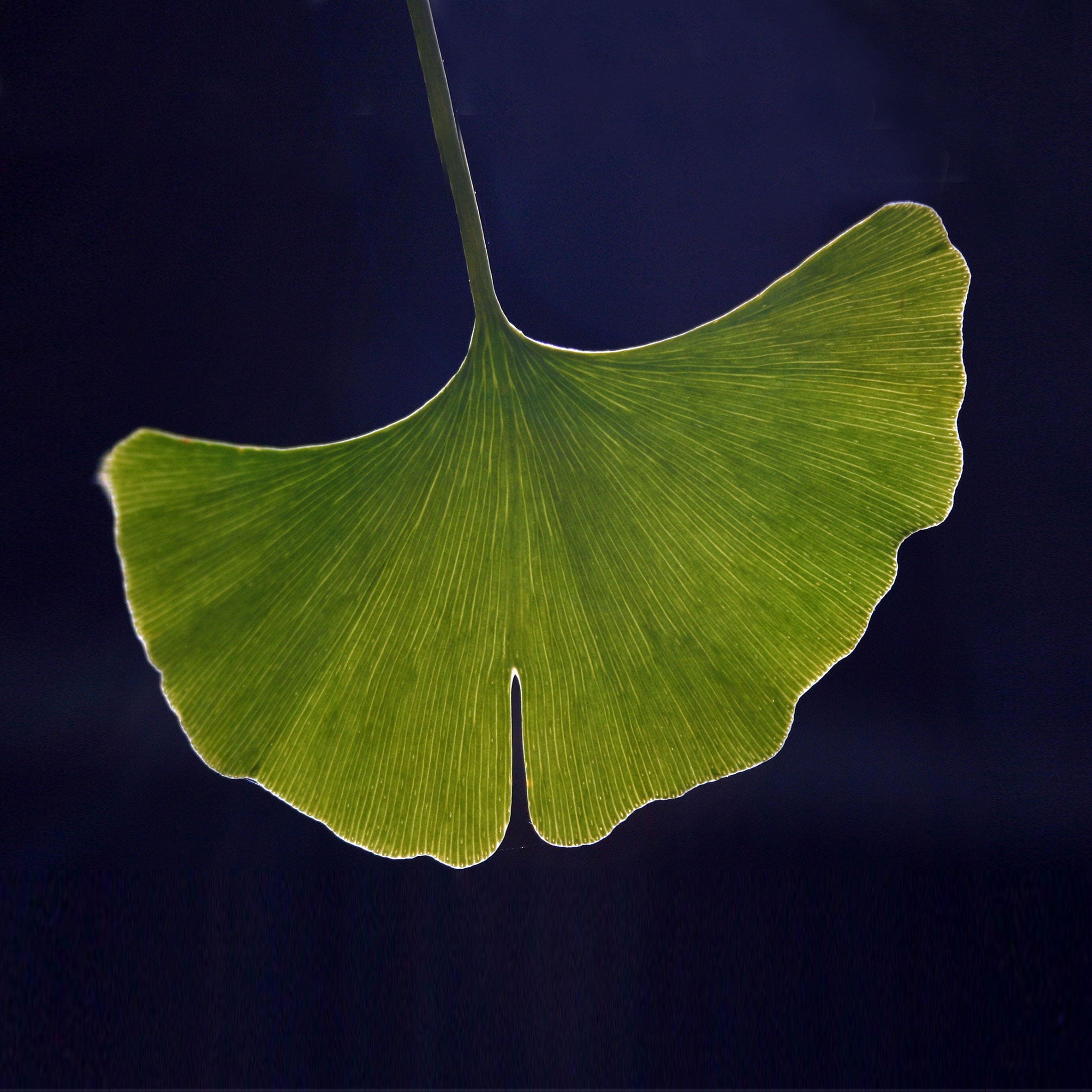 Yellow-Gold Plain Ginkgo Earrings