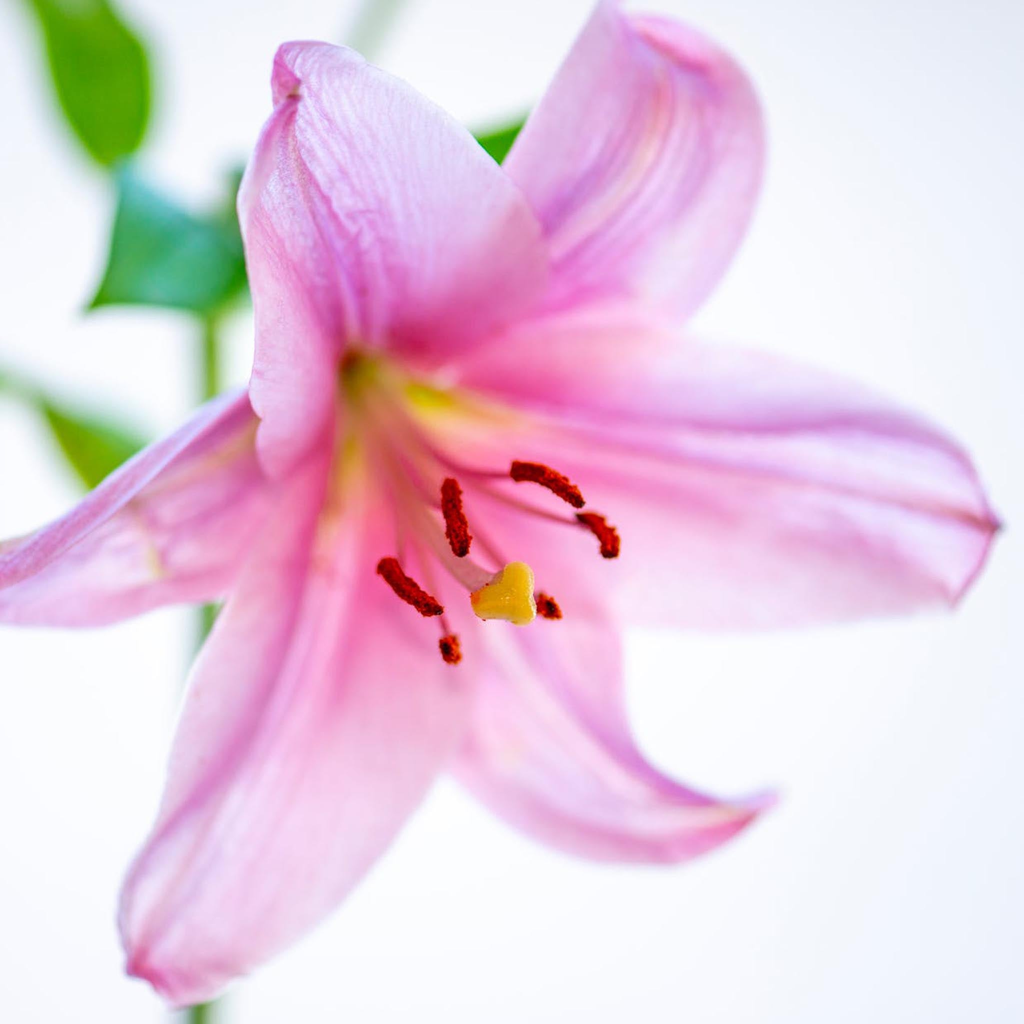Rose-Gold Lily Flower Stud Earrings