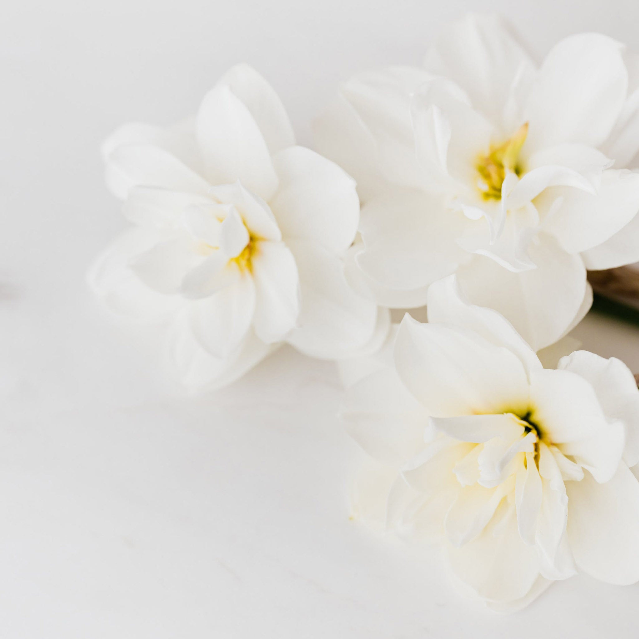 Silver and Yellow-Gold Double Daffodil Flower Stud Earrings