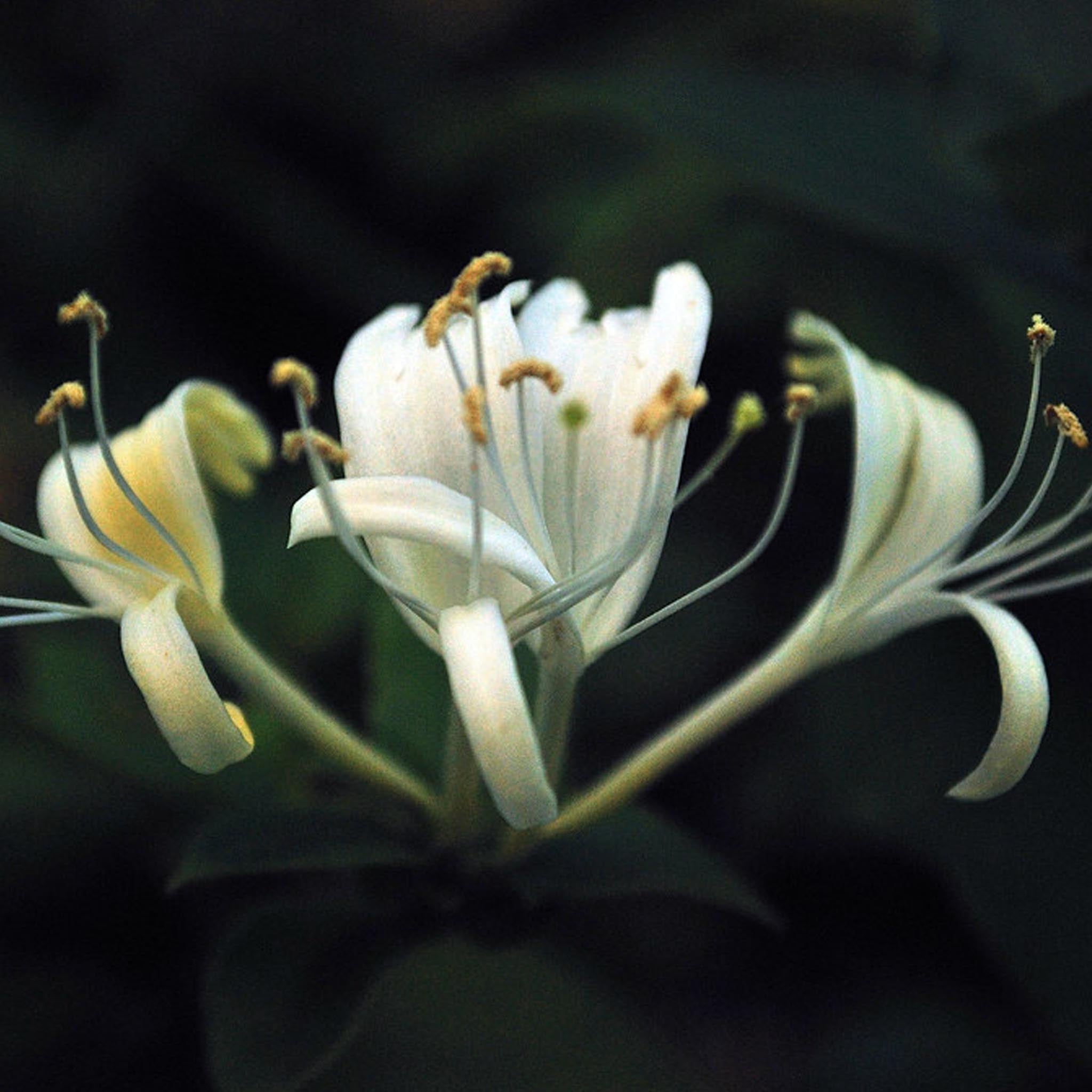 Silver and Yellow-Gold Honeysuckle Flower Pendant