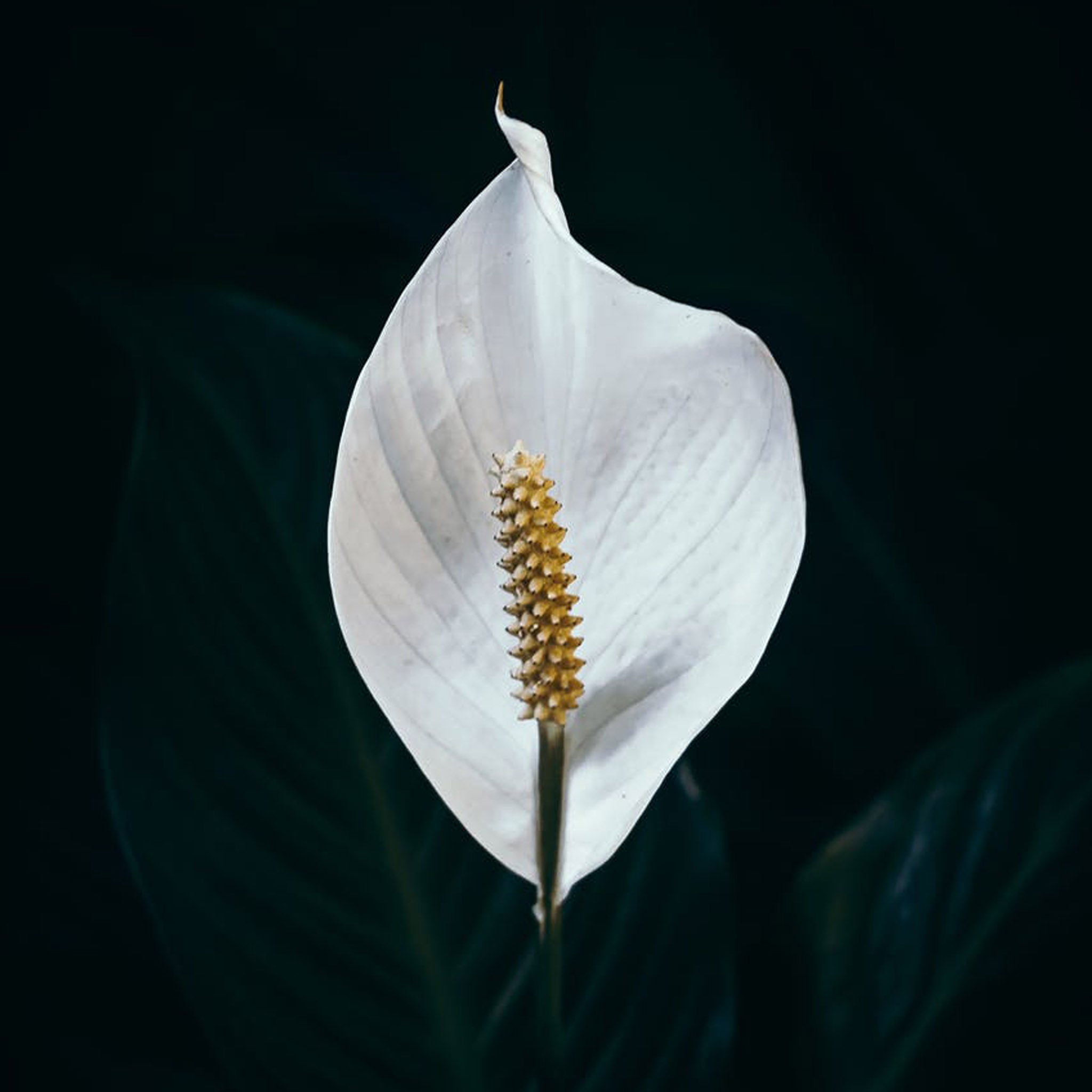 Silver and Yellow-Gold Peace Lily Flower Earrings