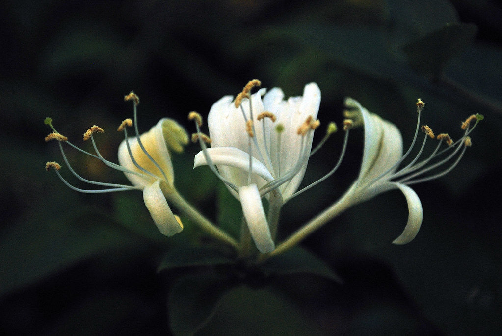 Silver and Yellow-Gold Small Honeysuckle Earrings