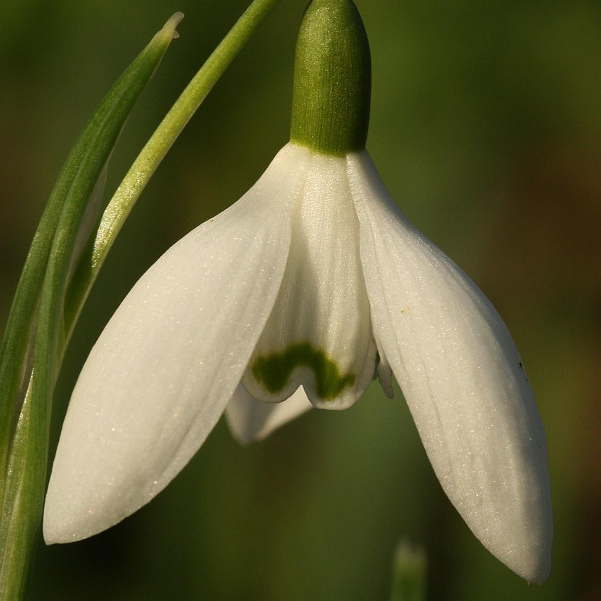Silver and Yellow-Gold Snowdrop Flower Earrings