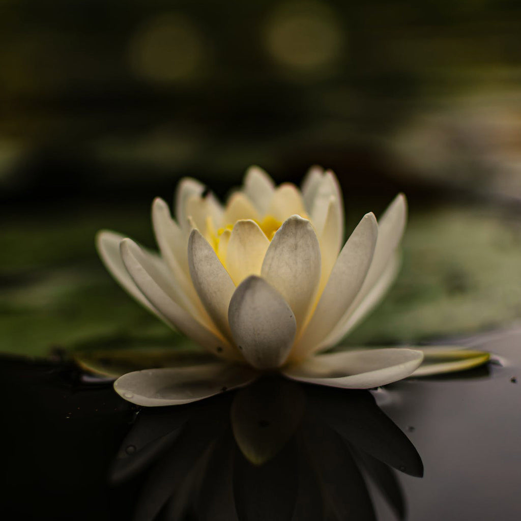 Silver and Yellow-Gold Water Lily Flower Earrings