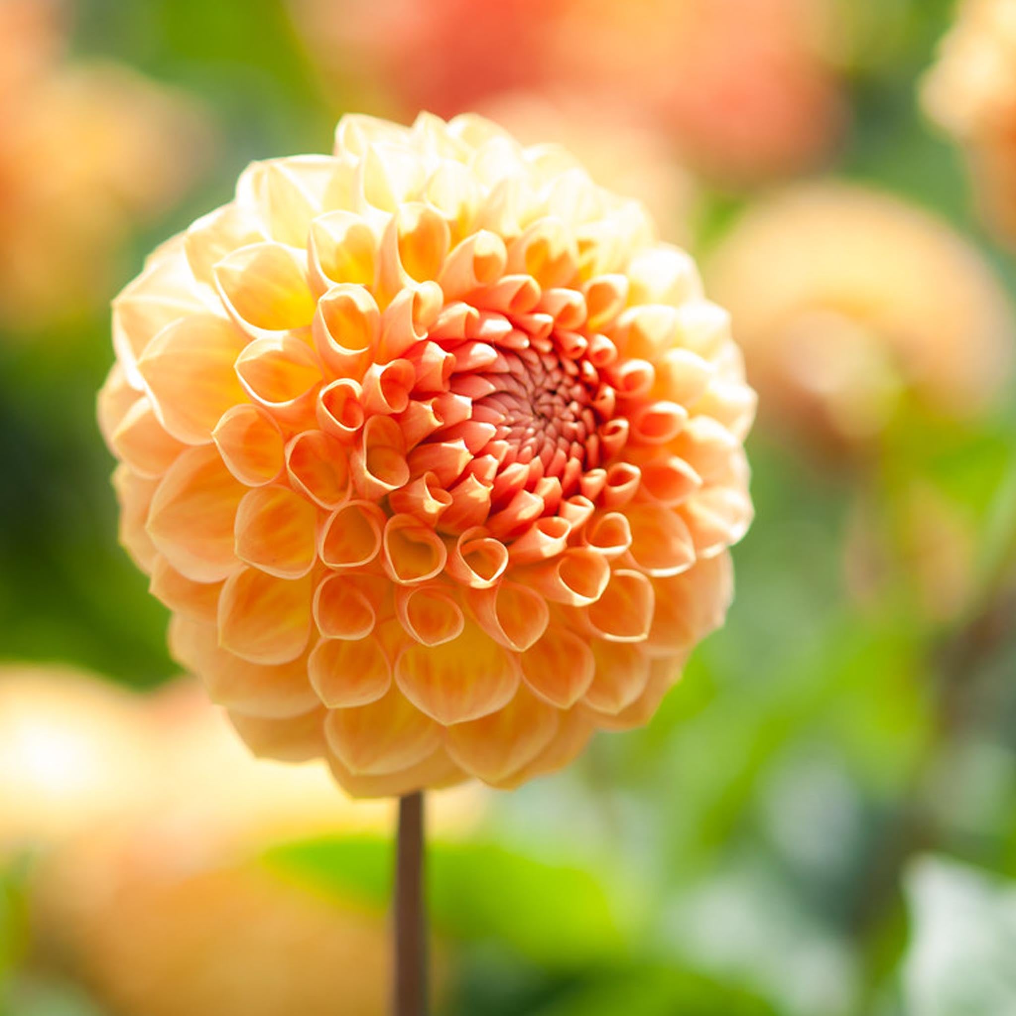 Silver and Rose-Gold Dahlia Flower Earrings