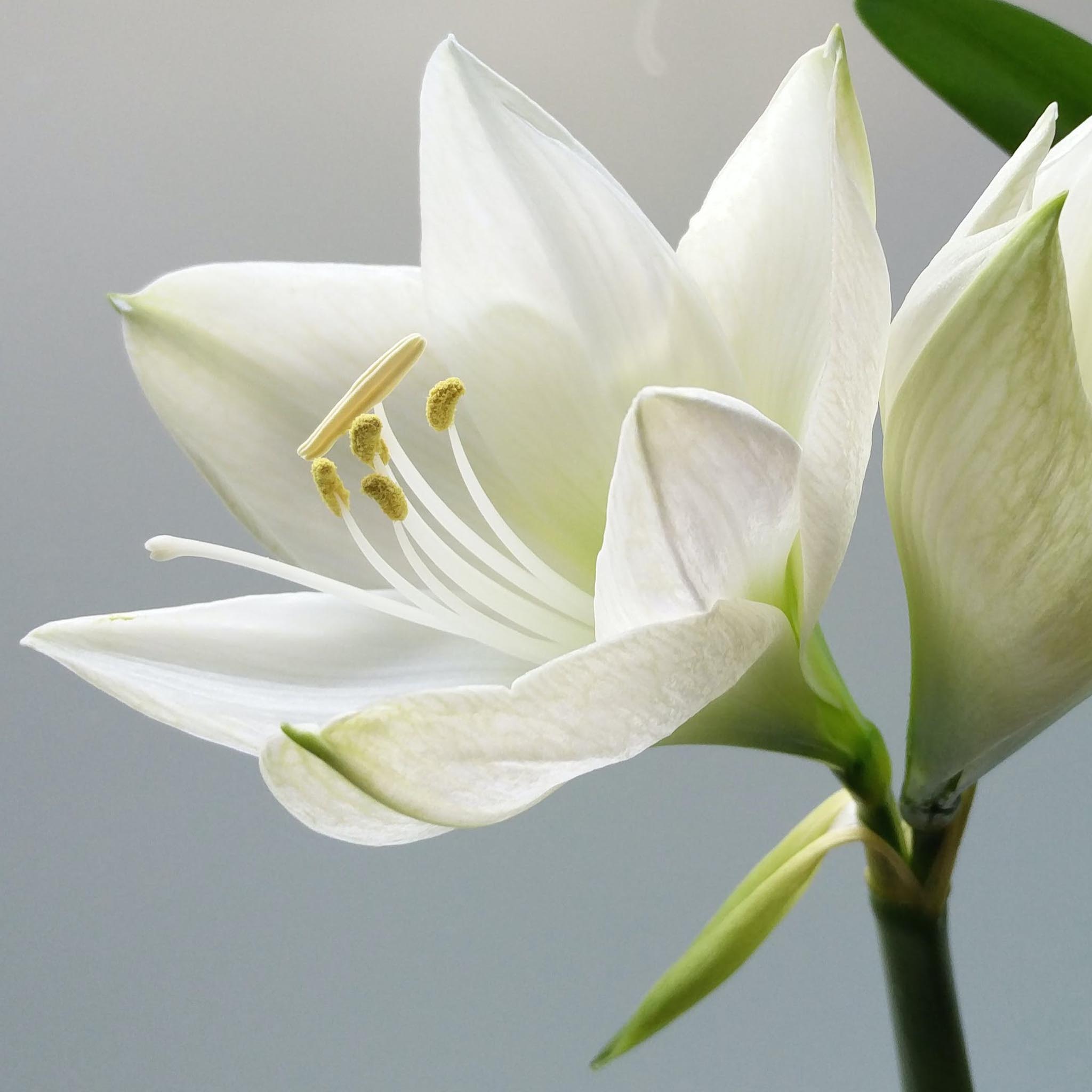 Silver and Rose-Gold Lily Flower with a Long back Earrings