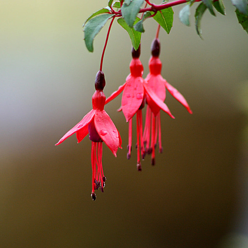 Silver and Yellow-Gold Large Fuchsia Flower Earrings
