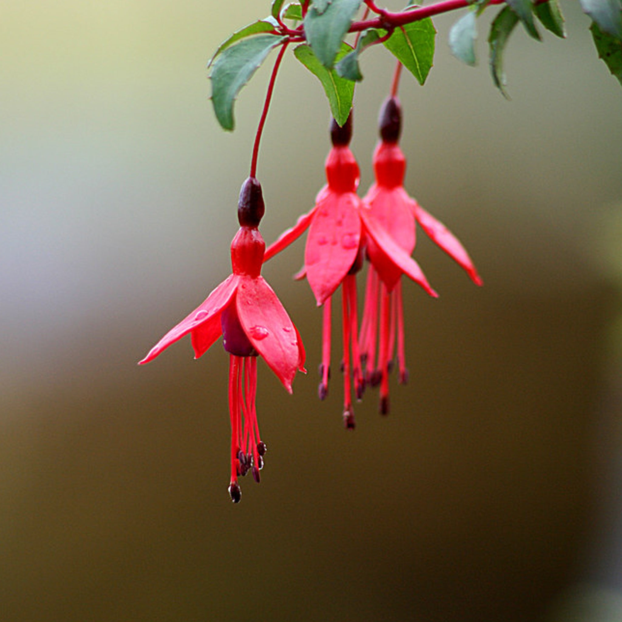Silver and Yellow-Gold Large Fuchsia Flower Earrings