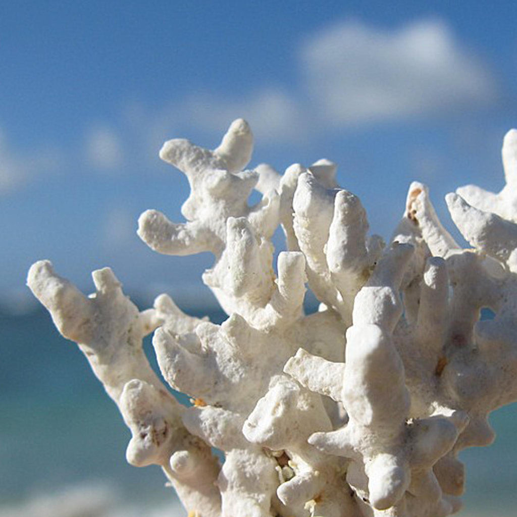 Silver Coral Stud Earrings