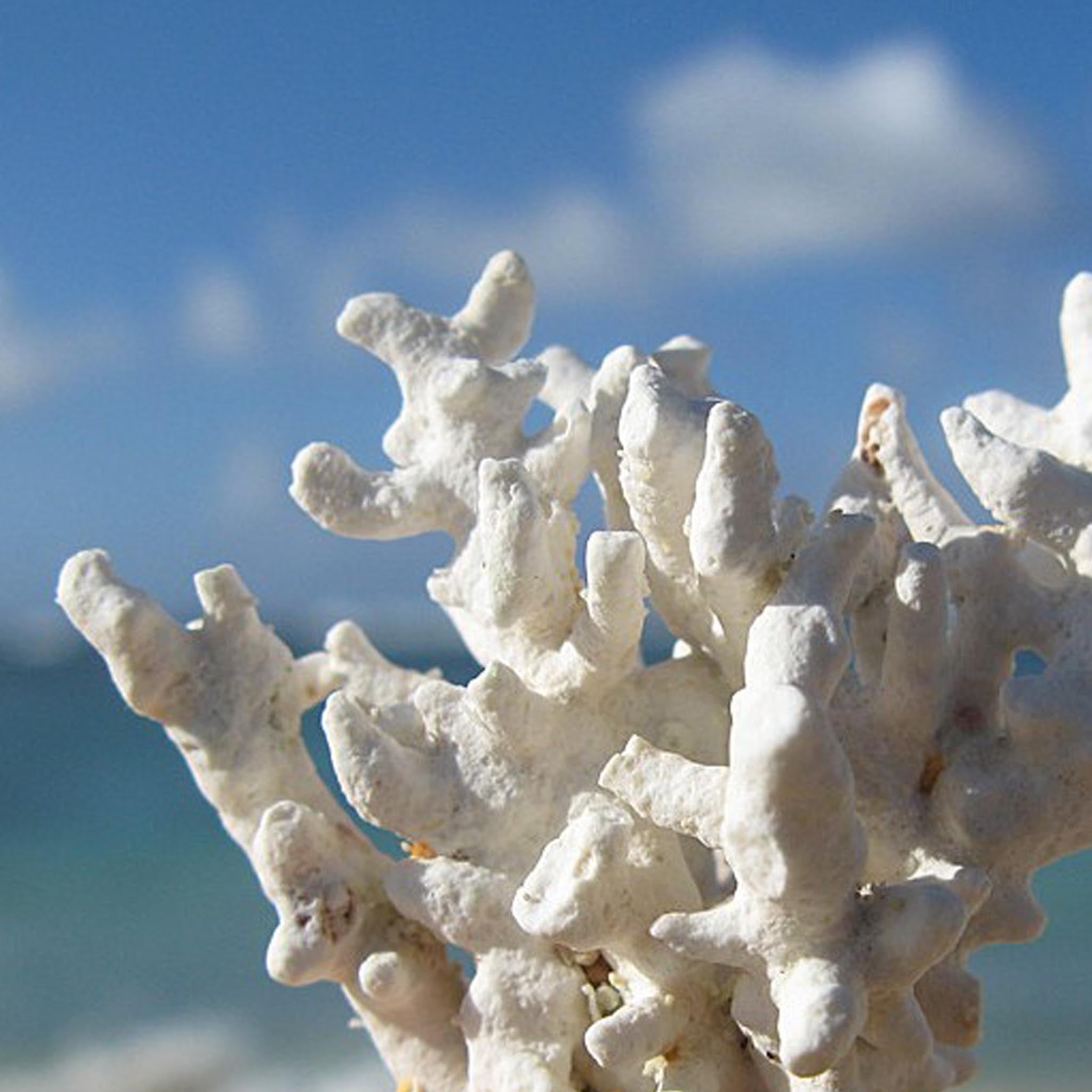 Silver Coral Stud Earrings