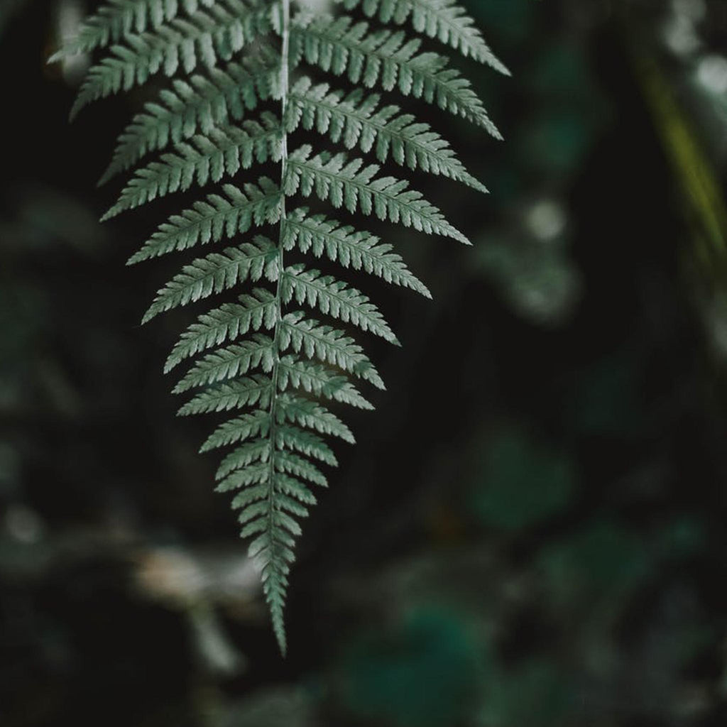 Silver Fern Open Ring