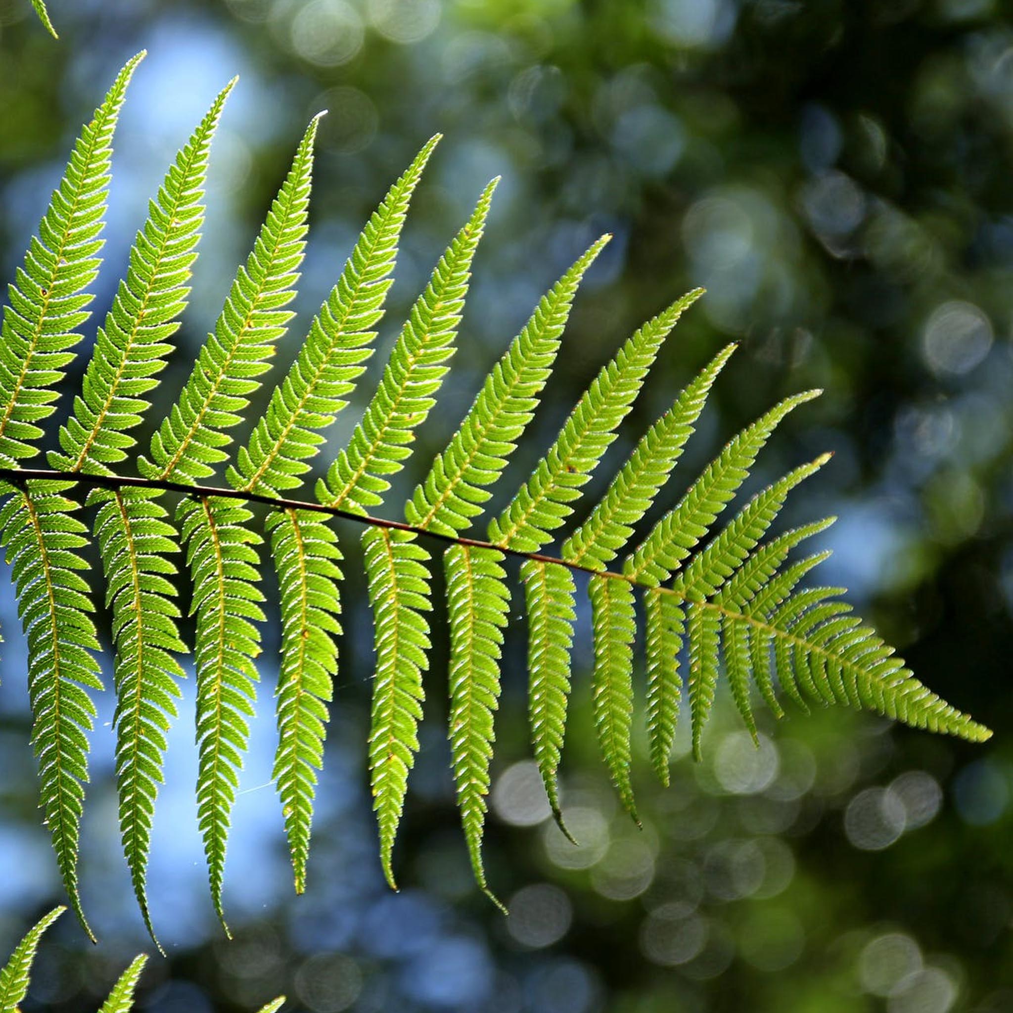 Silver Fern Open Ring