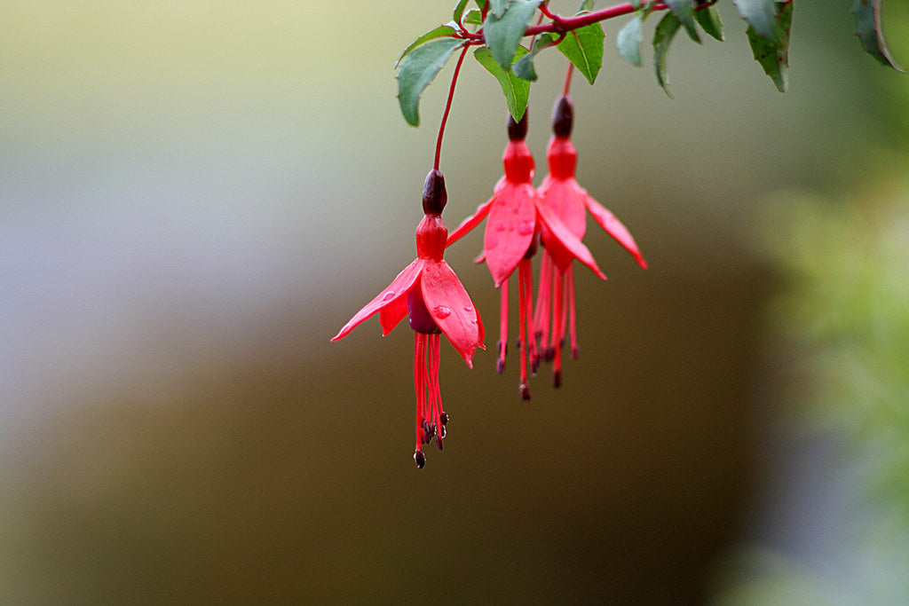 Silver Large Fuchsia Flower Earrings