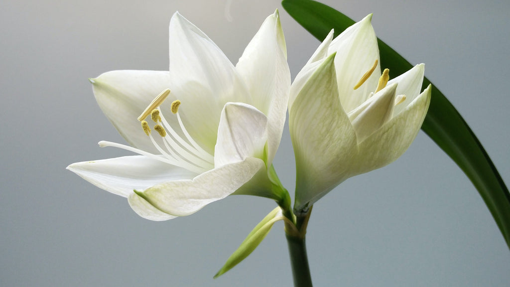 Silver Lily Flower Earrings