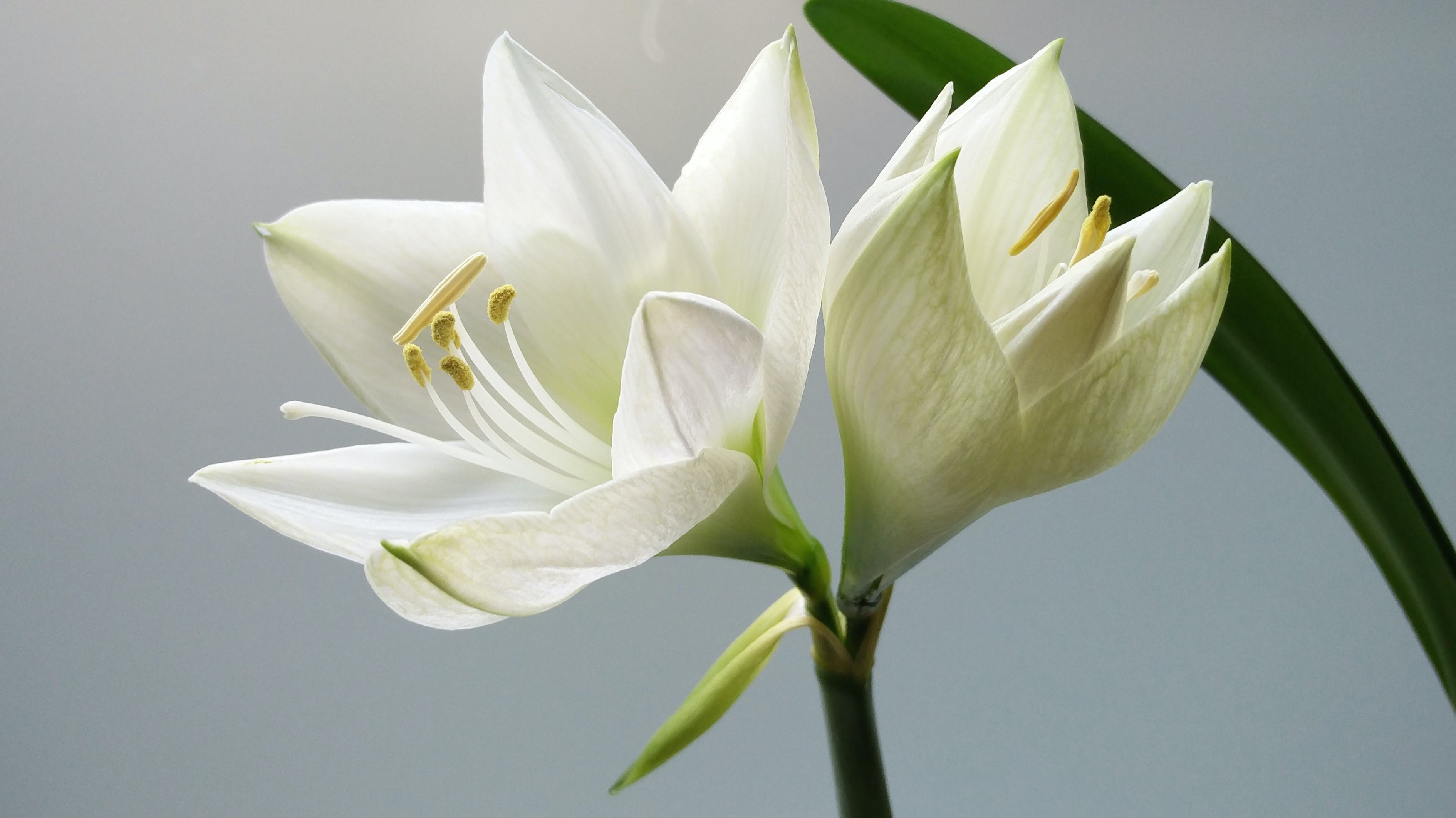 Silver Lily Flower with a Long Back Earrings