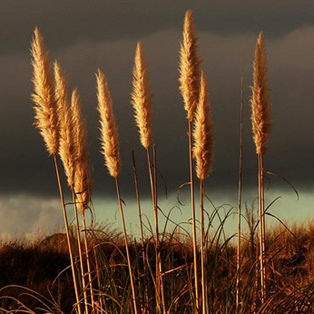 Silver Long Plume Pampas Grass Earrings