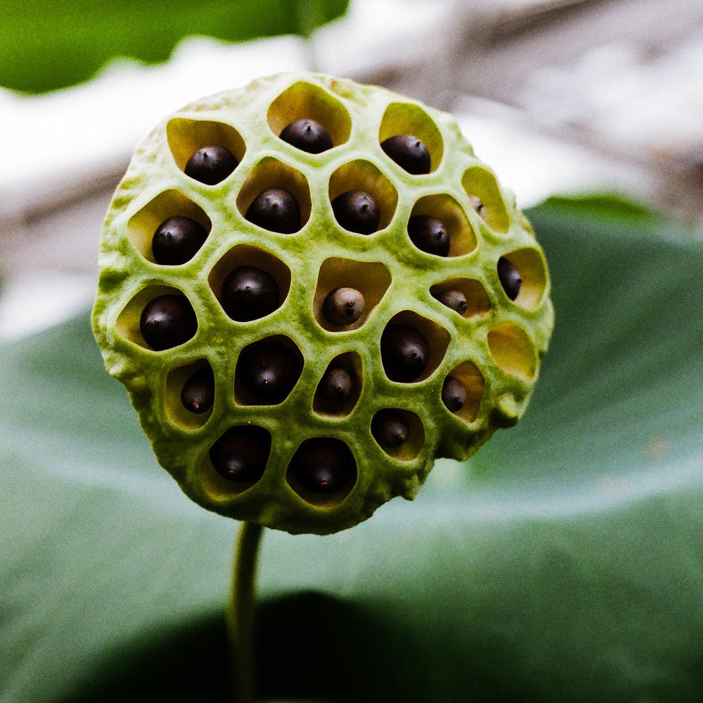 Silver Lotus Seed Pod Stud Earrings