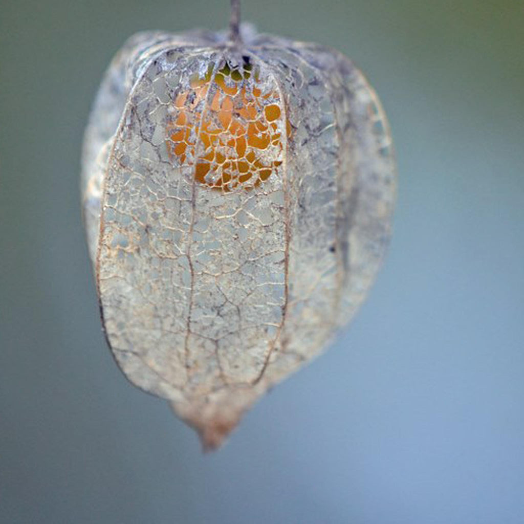 Silver Skeleton Lantern Flower Earrings