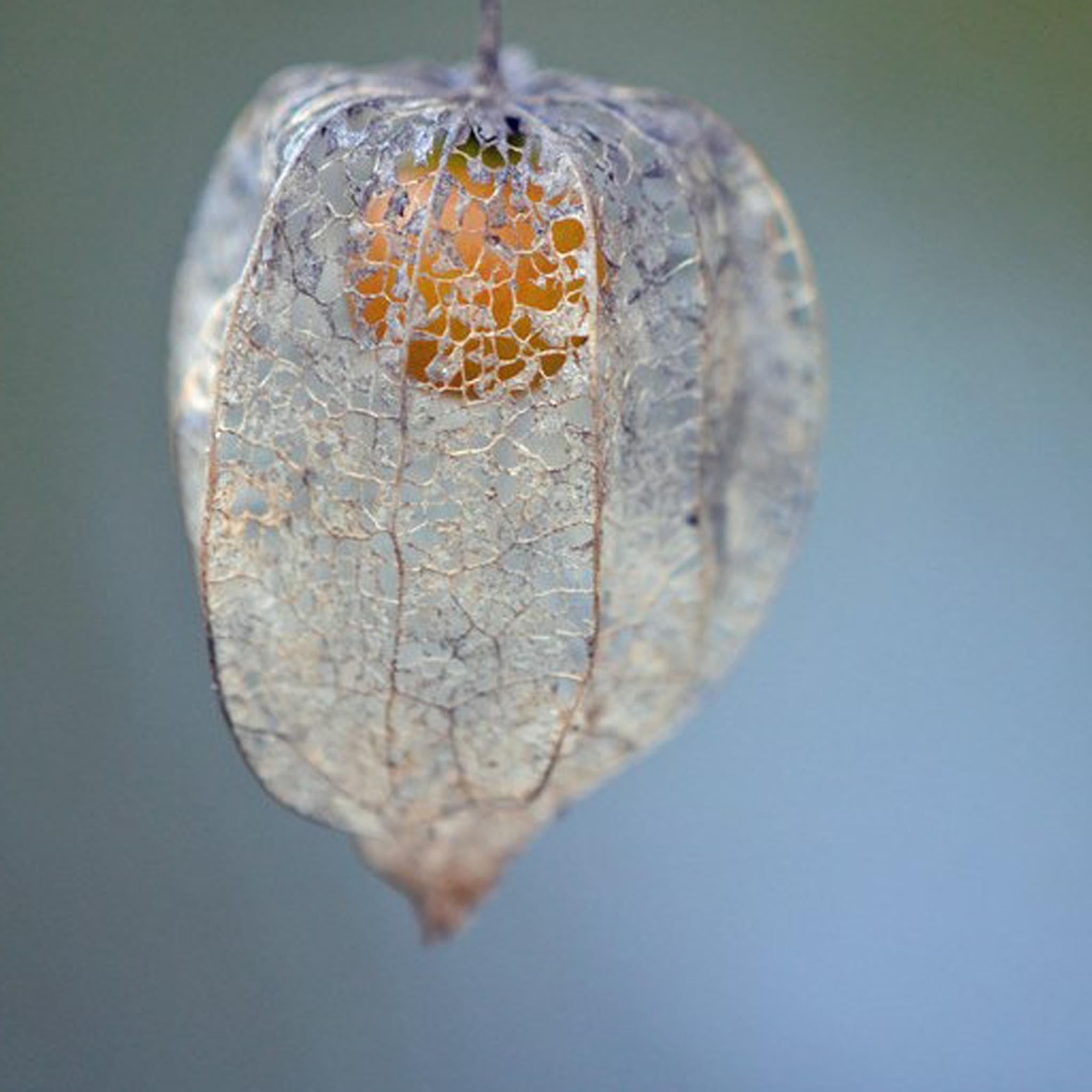 Silver Skeleton Lantern Flower Earrings