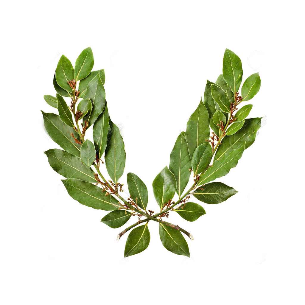 Silver Small Laurel Leaves Stud Earrings