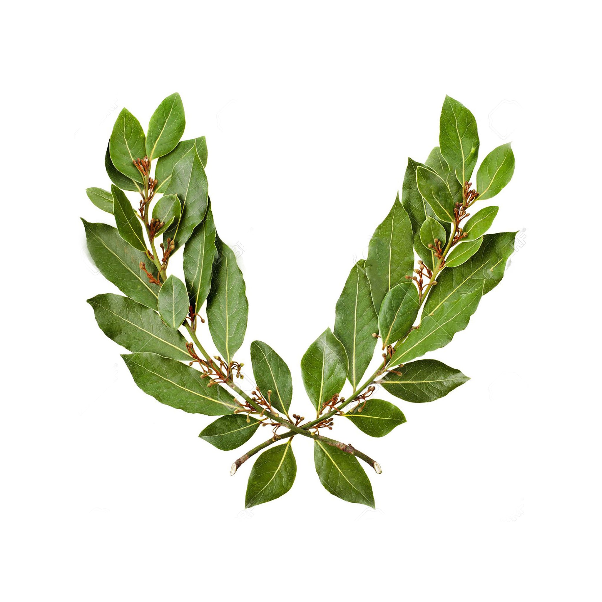 Silver Small Laurel Leaves Stud Earrings
