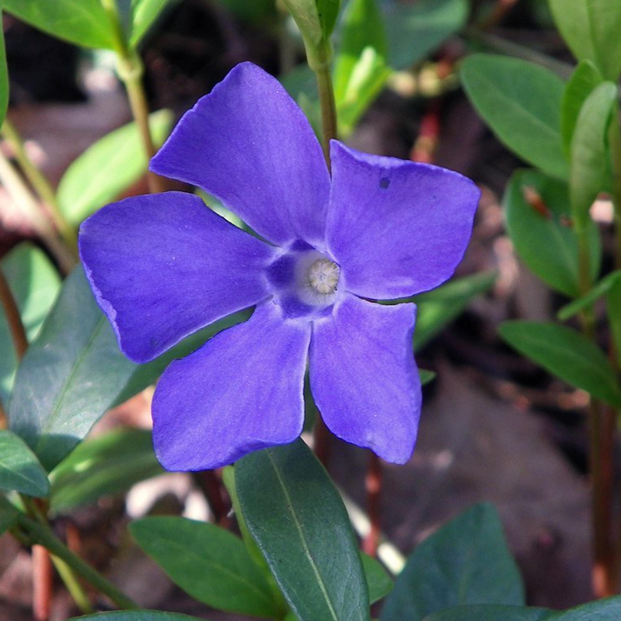 Silver Vinca Flower Stud Earrings