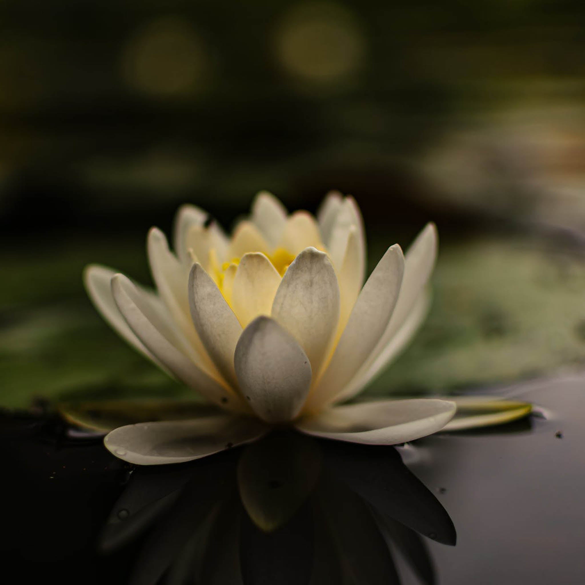 Silver Water Lily Flower Earrings