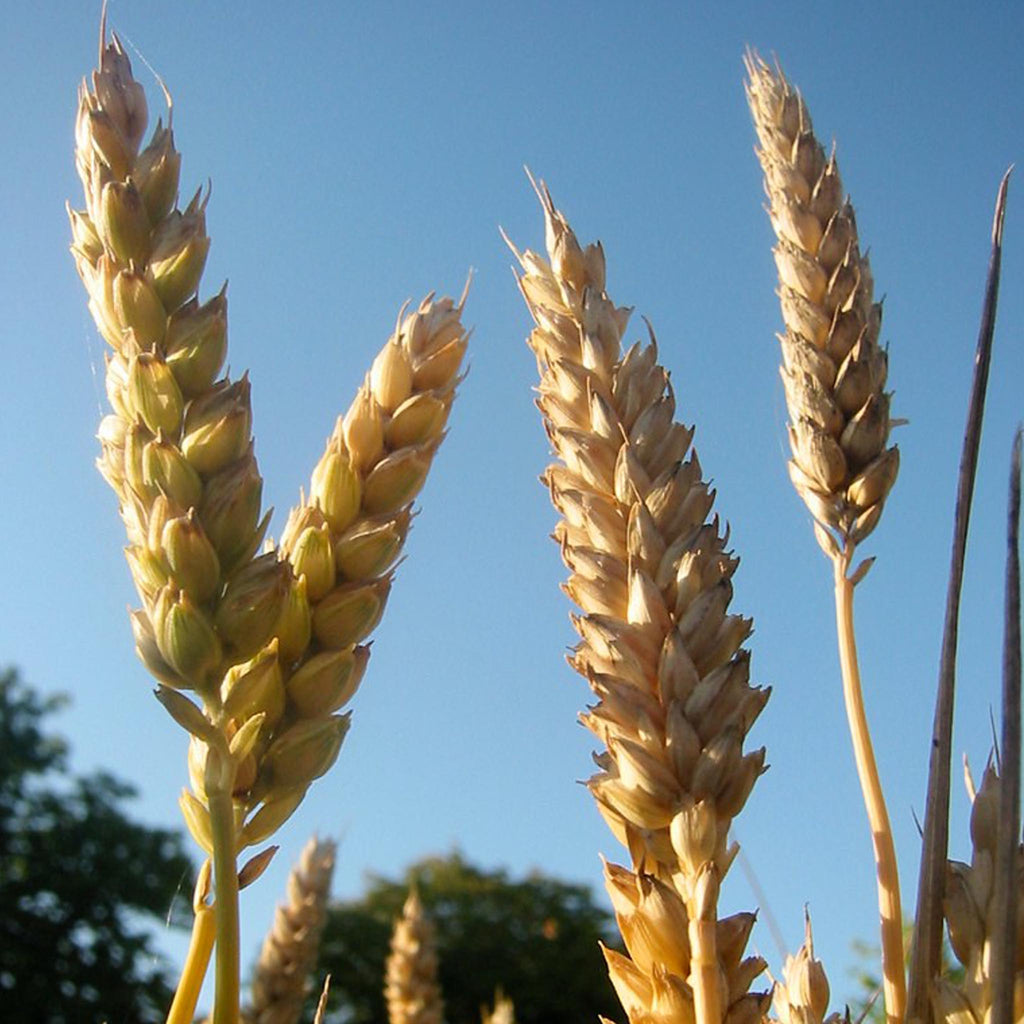 Silver Wheat Grass Earrings
